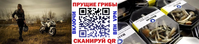 где можно купить наркотик  Вязники  Псилоцибиновые грибы мухоморы 